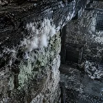 Champignon dans cave humide : mycélium blanc et moisissure sur poutre et mur